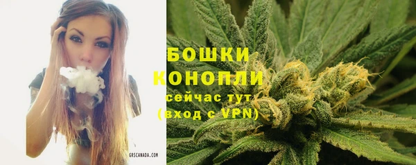 прущие грибы Вязники